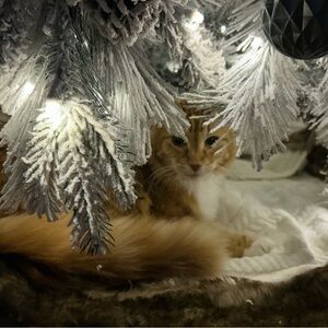 $10 Christmas Clearance!  Anything under $20 is now $10!  Donating after 2025!